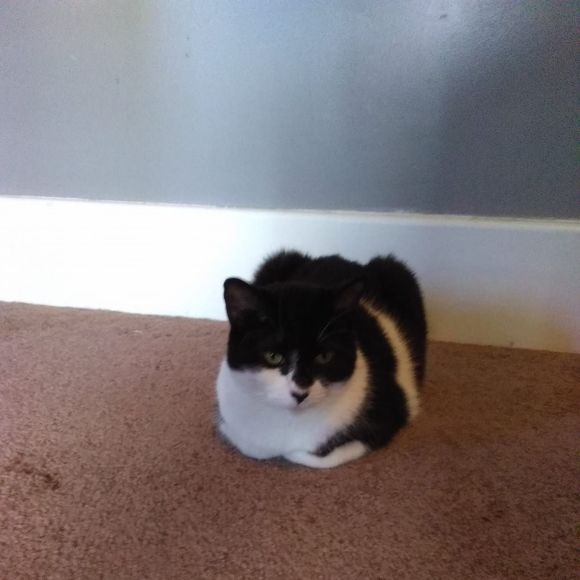 Meet your Posher, Ed - Picture 1 of 1